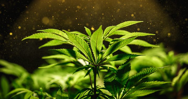 Informe Mundial sobre las Drogas 2022: oferta y demanda